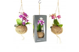 Phalaenopsis mini Kokodama 12 cm Gift Package Orchid 2 tak 1 bl. 2 tak