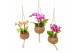 Phalaenopsis mini Kokodama 12 cm Gift Package Orchid 2 tak 1 bl. 2 tak 