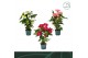 Anthurium andr. mix 4 kleuren Anthurium mix 17cm 4 kleuren6 bl. 