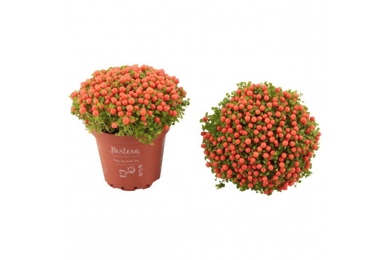 Nertera granadensis astrid Nertera granadensis Astrid p8 