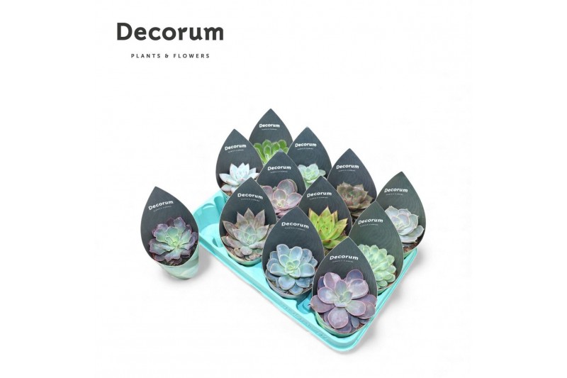 Echeveria mix Echeveria Mix (12spc.) (decorum) 