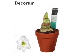 Hippeastrum Arctic White 2 Knop Terracotta Steen OP (Decorum)