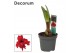 Hippeastrum Kolibri Fanfare 2 Knop (Decorum) 