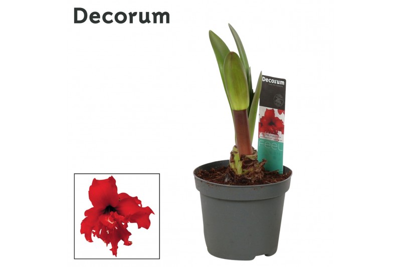 Hippeastrum Kolibri Fanfare 2 Knop (Decorum) 