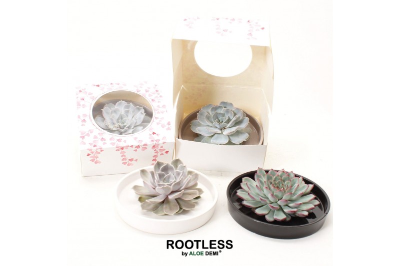 Arrangementen succulenten ROOTLESS Echeveria, Panda bowl, hearts box1  