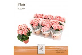 Begonia elatior du. borias Begonia Borias P14 DolcAmore® Flair1 pp