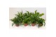 Asplenium mix 