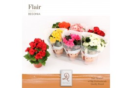 Begonia elatior du. mix DolcAmore® Flair