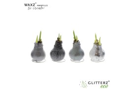 Hippeastrum gewaxt Waxz® to Create Silver1 tak/plnt
