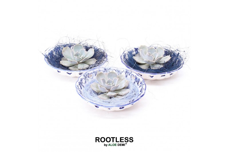 Arrangementen succulenten ROOTLESS Echeveria lilacina, Dutch Delft Blu 