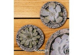 Echeveria mix ROOTLESS Echeveria, Koala MINI bowl1 pp