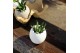 Arrangementen succulenten TRULY Succulent, Egg - mini1 pp 