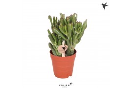 Crassula ovata hobbit Kolibri Greens Succulenten Crassula Hobbit1 pp