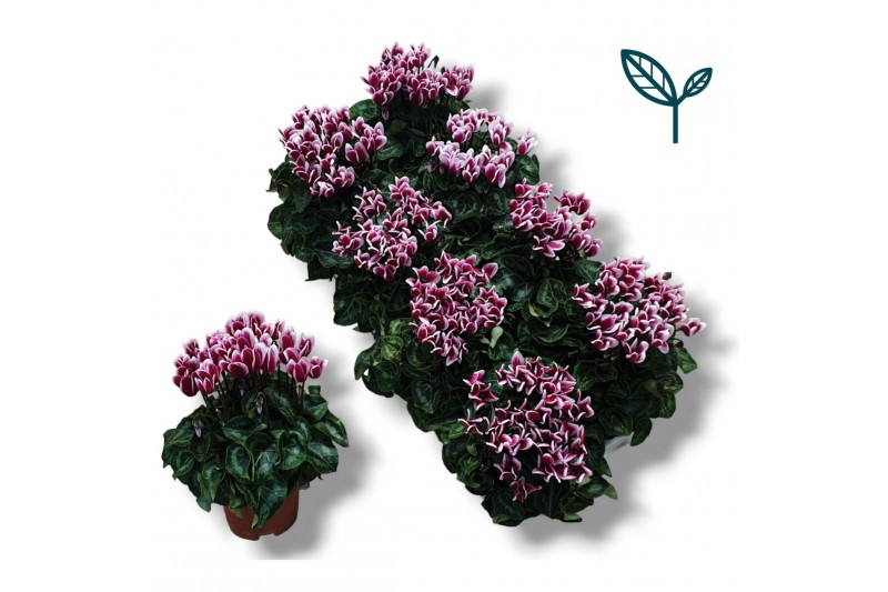Cyclamen pers. metis fantasia Cyclamen-FANTASIA WIJNROOD 20 cm diamete 