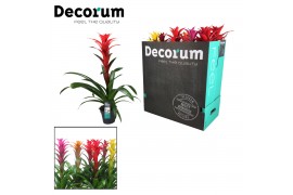 Guzmania mix Guzmania Maxima mix XXL (Decorum) 1 bl.