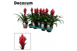 Guzmania patricia Guzmania Patricia (Decorum) 1 bl.
