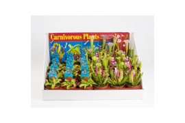 Vleesetende planten Italiaanse mix in showdoos