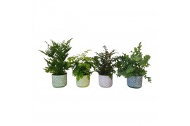 Varens mix Varenmix in keramiek BGC00935 cm diameter