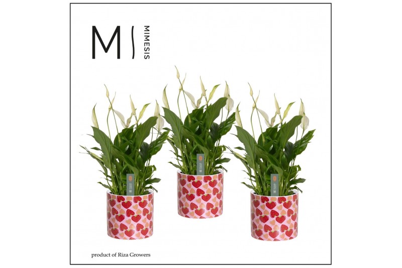 Spathiphyllum bellini In Lonneke Keramiek 