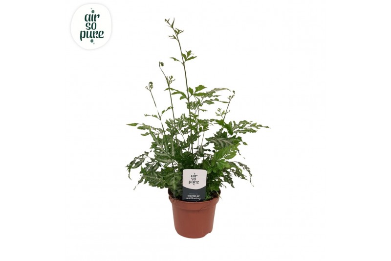 Pteris ensiformis evergemiensis Pteris evergemiensis - Air So Pure9 cm 