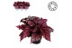 Begonia blad magic colours lambada Bladbegonia Lambada Must Have1 pp 