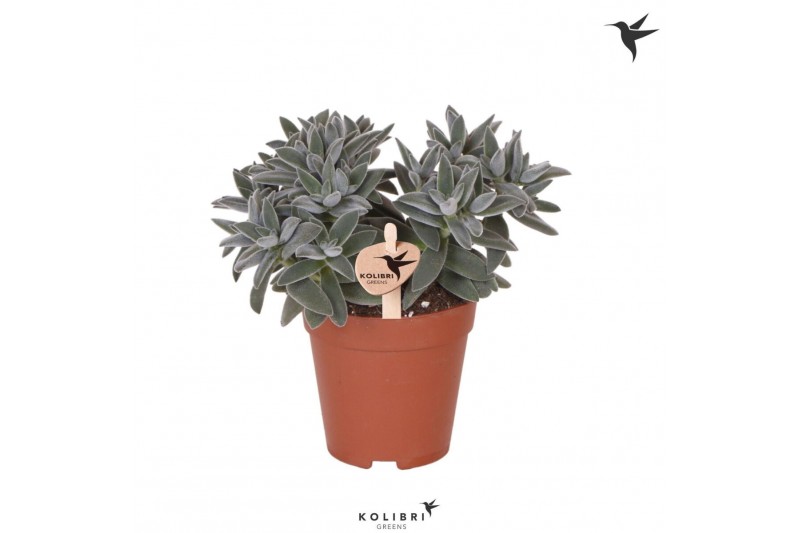 Crassula tarantula Kolibri Greens Succulenten Crassula Tarantula1 pp 