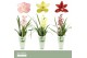 Cymbidium mix Cymbidium, Mix 1-spike Orchid Collection Potcover 1 tak/ 