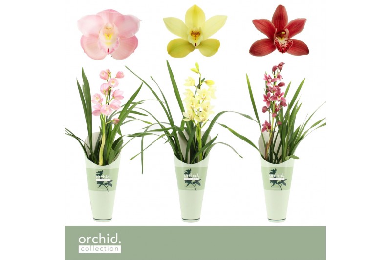Cymbidium mix Cymbidium, Mix 1-spike Orchid Collection Potcover 1 tak/ 