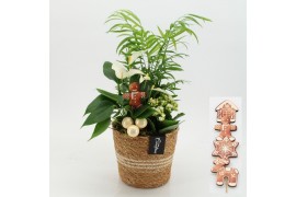 Arrangementen kerst XMASXL-2524 Kerst XL 3 pp