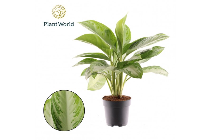Aglaonema silver bay Aglaonema Silver Bay 3 stekken p.p. 3 pp 