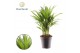 Dypsis lutescens Dypsis lutescens (Areca) 26 pp 
