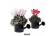 Cyclamen pers. midi Cyclamen mix in Watering Can pot 25 cm diameter 1  