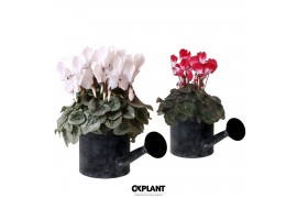 Cyclamen pers. midi Cyclamen mix in Watering Can pot 25 cm diameter 1 