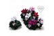 Cyclamen pers. super serie merengue Cyclamen Exclusive® Merengue Mix 2 
