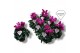Cyclamen pers. super serie merengue Cyclamen Exclusive® Merengue Paars 