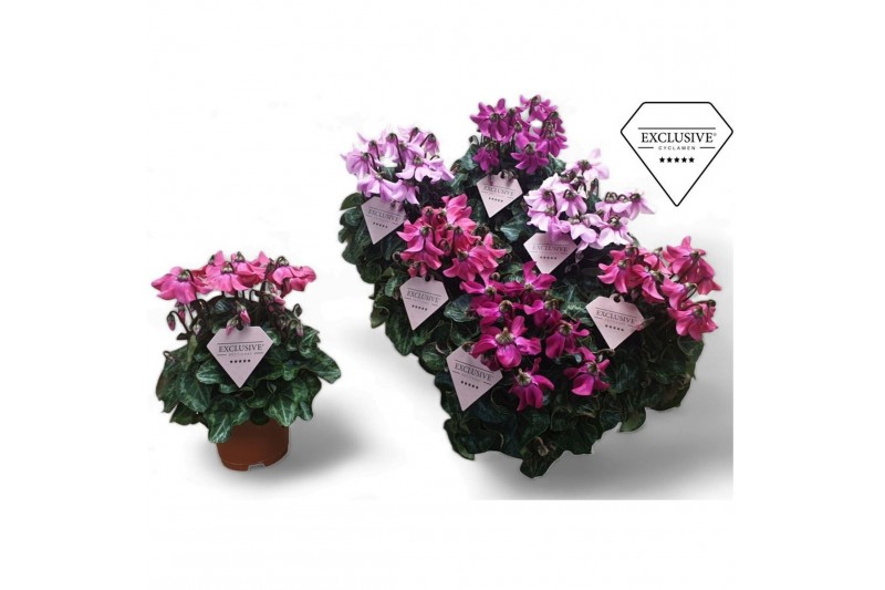 Cyclamen pers. super serie petticoat Cyclamen Exclusive® Petticoat Mix 