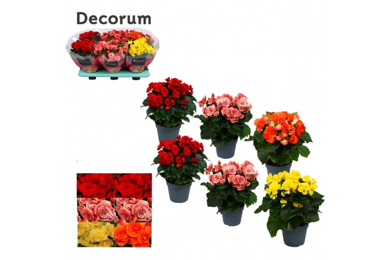 Begonia elatior du. mix Begonia mix 14 cm (5 kleuren) Decorum1 pp 