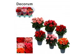 Begonia elatior du. mix Begonia gemengd zonder geel/ wit Decorumpp