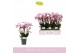 Phalaenopsis multiflora roze Boquetto Glossem 3-5 spike 30 bl. 3 tak/p 