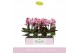 Phalaenopsis multiflora roze Boquetto Romantico 3-5 spike30 bl. 3 tak/ 
