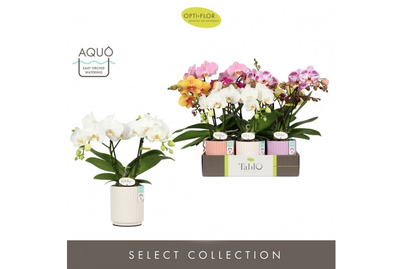 Phalaenopsis mix Tablo Mix 2 spike in Molise Mix Aquo25 bl. 2 tak/plnt 
