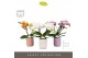 Phalaenopsis mix Tablo Mix 2 spike in Molise Mix Aquo25 bl. 2 tak/plnt 