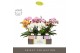 Phalaenopsis mix Tablo Mix 2 spike in Molise Mix Aquo25 bl. 2 tak/plnt 