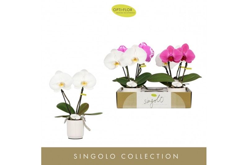 Phalaenopsis mix Singolo & Co Mix in Lazio White 2 bl. 2 tak/plnt 950  
