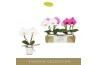 Phalaenopsis mix Singolo & Co Mix in Lazio White 2 bl. 2 tak/plnt 950 