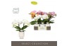 Phalaenopsis mix Tablo Mix 2 spike in Emilia White Aquo 25 bl. 2 tak/p