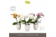 Phalaenopsis mix Tablo Mix 2 spike in Emilia White Aquo 25 bl. 2 tak/p 