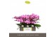 Phalaenopsis roze Tablo Pink Lady 3 spike 30 bl. 3 tak/plnt 