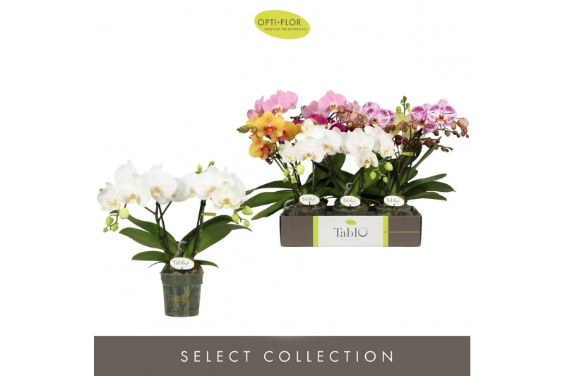 Phalaenopsis mix Tablo Mix 2 spike25 bl. 2 tak/plnt 