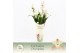 Cymbidium Cymbidium, Yuki 4-spike Exclusiva Orchidea Potcover 4 tak/pl 